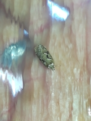 Semioscopis steinkellneriana