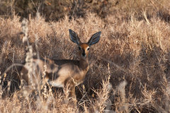 Raphicerus campestris steinhardti