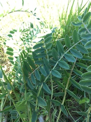 Onobrychis viciifolia