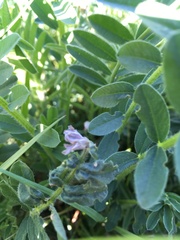 Onobrychis viciifolia