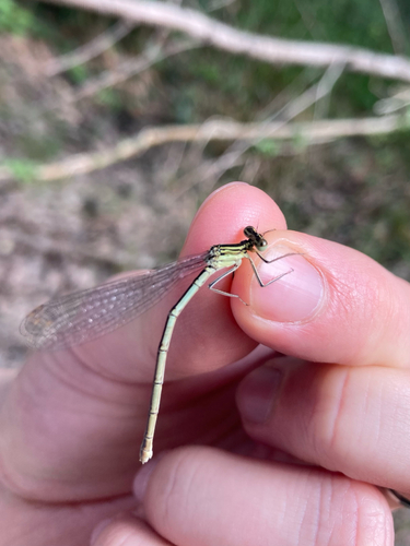 Blue Featherleg