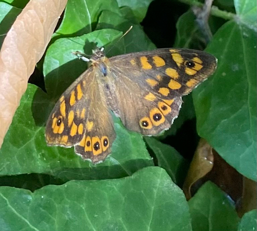 Speckled Wood