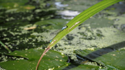Dusky Lilysquatter