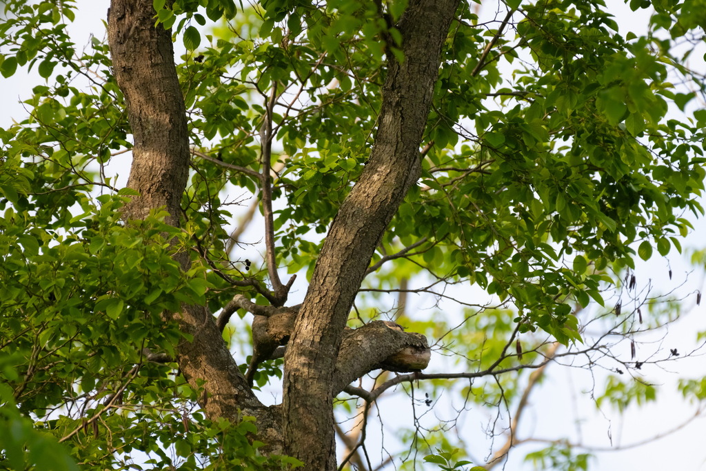 Alnus japonica; photograph (c) Поляков Александр, some rights reserved (CC BY)