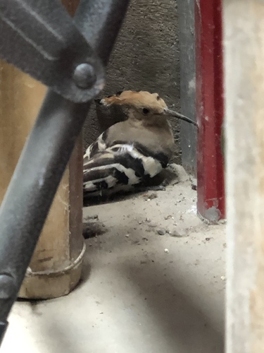 Common Hoopoe