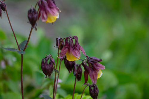 Aquilegia oxysepala, photograph 3