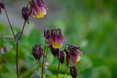 Aquilegia oxysepala, photograph (c) Поляков Александр, some rights reserved (CC BY)