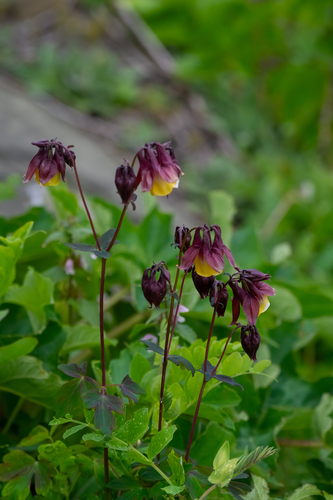 Aquilegia oxysepala, photograph 4