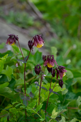 Aquilegia oxysepala, photograph (c) Поляков Александр, some rights reserved (CC BY)