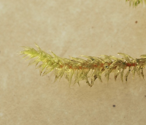 Glyphothecium sciuroides observed 2026-06-16