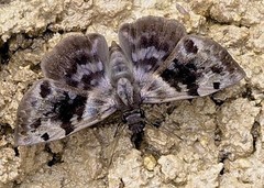 Ebrietas anacreon