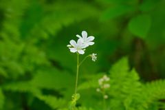 Cerastium pauciflorum, photograph (c) Поляков Александр, some rights reserved (CC BY)