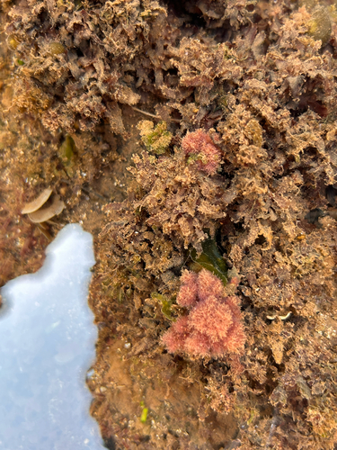 Asparagopsis taxiformis observed 2026-06-03