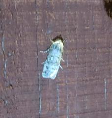 Oncocnemidinae