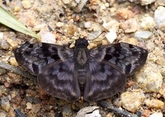 Ebrietas anacreon