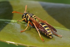 Polistes chinensis