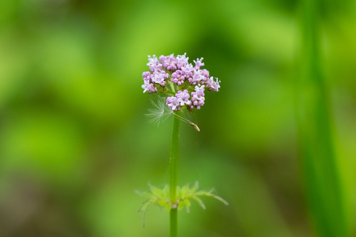 Valeriana fauriei