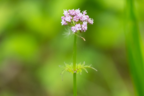 Valeriana fauriei, photograph 1