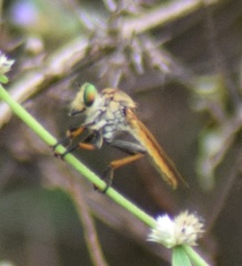 Cophinopoda