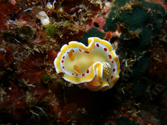 Ardeadoris cruenta