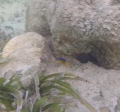 Stegastes leucostictus