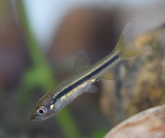 Rasbora daniconius