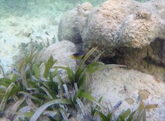 Stegastes leucostictus