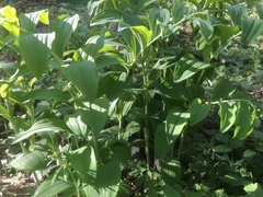 Polygonatum multiflorum