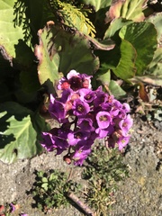Bergenia