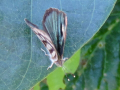 Dynamine postverta mexicana