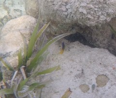 Stegastes leucostictus