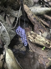 Ramariopsis pulchella