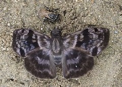 Ebrietas anacreon