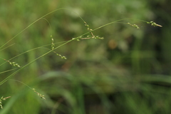 Carex sedakowii