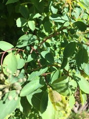 Spiraea × vanhouttei