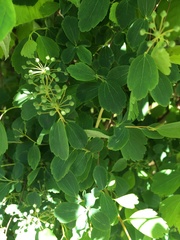 Spiraea × vanhouttei