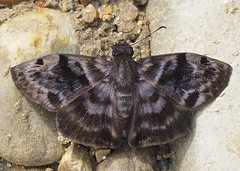Ebrietas anacreon