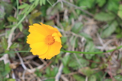 Coreopsis grandiflora