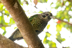 Ailuroedus maculosus