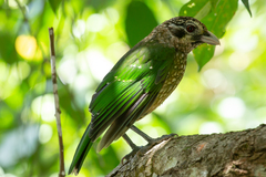 Ailuroedus maculosus