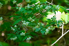 (c) Поляков Александр, some rights reserved (CC BY) Philadelphus tenuifolius, photograph (c) Поляков Александр, some rights reserved (CC BY)