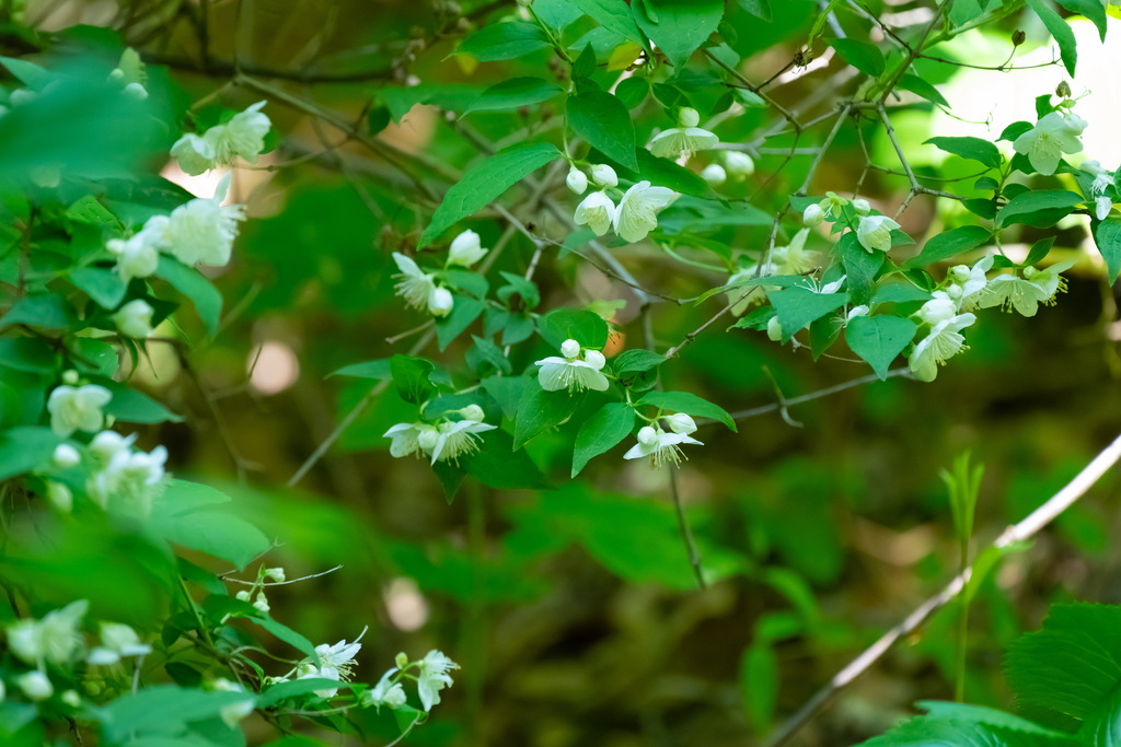 Philadelphus tenuifolius; photograph (c) Поляков Александр, some rights reserved (CC BY)