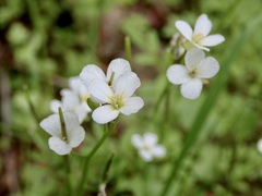 Cardamine graeca