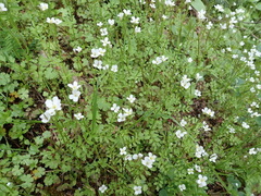 Cardamine graeca