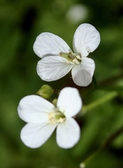 Cardamine graeca