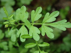 Cardamine graeca