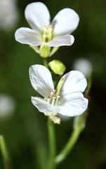 Cardamine graeca