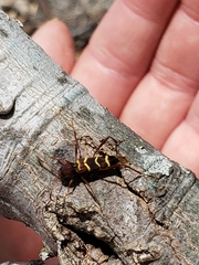 Neoclytus acuminatus