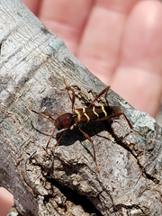 Neoclytus acuminatus