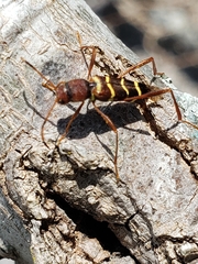 Neoclytus acuminatus